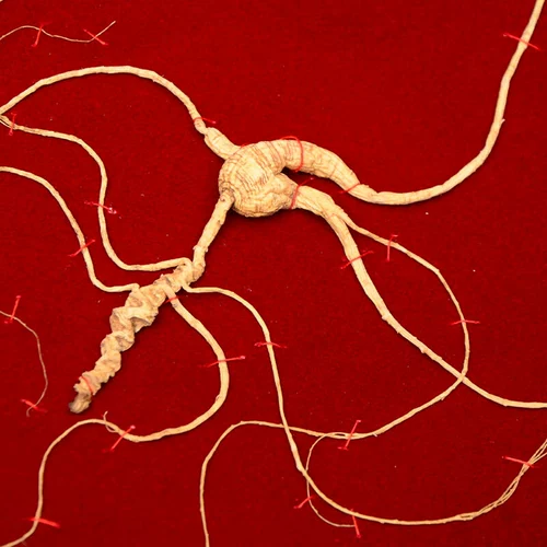 Аутентичный северо -восточный женьшень 60 лет Джилина Чангбайского горного леса Генденс Шаньяма женьшень дикий женьшень