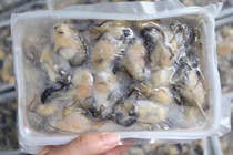 Freshly peeled frozen oyster meat raw water consumption aquatic oysters Fresh seafood sea oysters Shelled oyster meat 250 grams