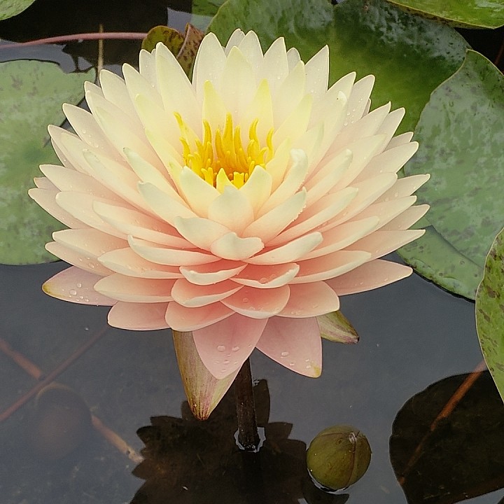 八月花卉