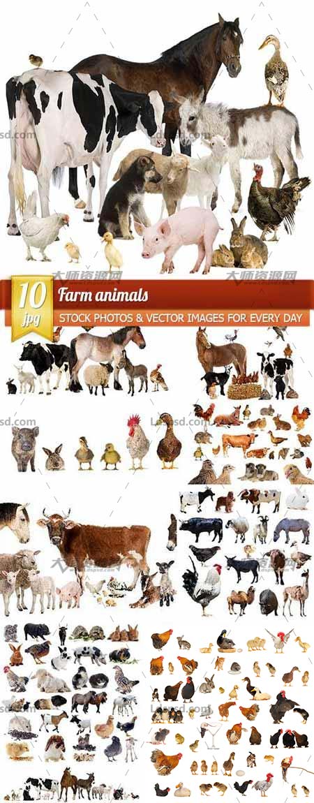 Farm animals, 10 x UHQ JPEG,10张高清的家禽图片