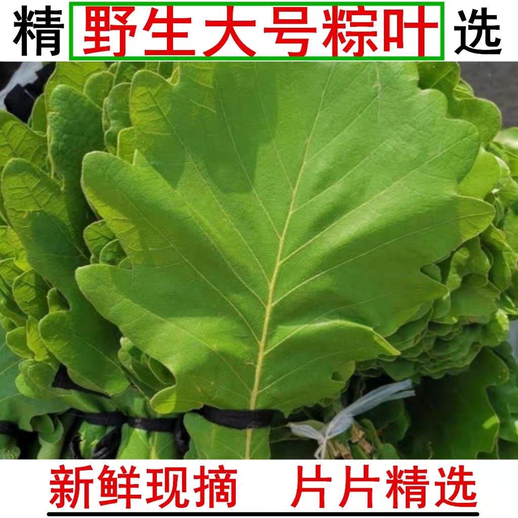 新鲜采摘粽子叶端午节必备!槲叶菠萝柞树叶伯乐叶玻璃叶大胡叶,让你粽香满溢,节日气氛拉满!-粽叶-淘宝好物网