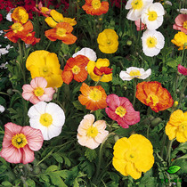  Ningxia little ant Pan American Iceland poppies champagne bubbles imported from the United States F1 flower seeds mixed color 10 pieces