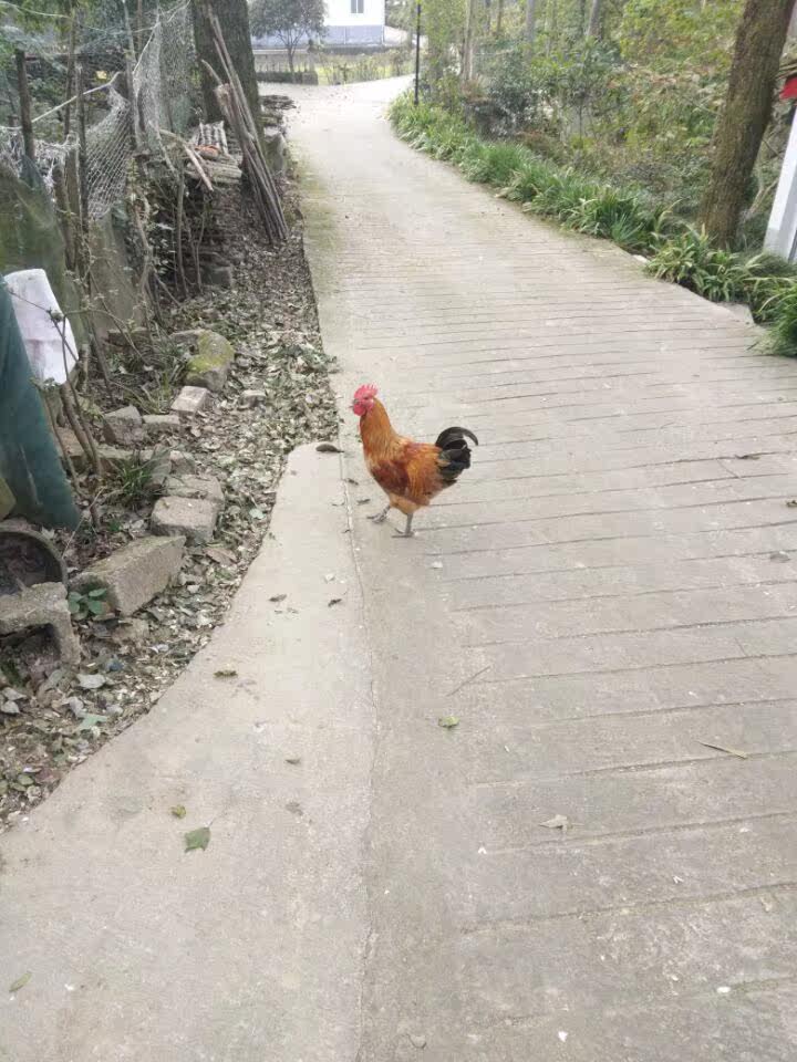 Rural free-range chicken Authentic home-grown chicken Live chicken Ben chicken old hen 500 grams