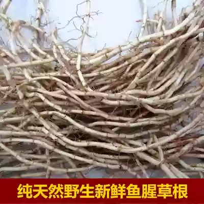 Wild fresh Houttuynia root, broken ears, root, root, root salad, stir-fry, now dug up, 3 kg