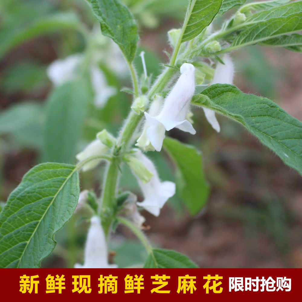 Now Remove the fresh Sesame Flower Black Sesame Flower With Fresh Sesame Flowers and Sesame Flowers