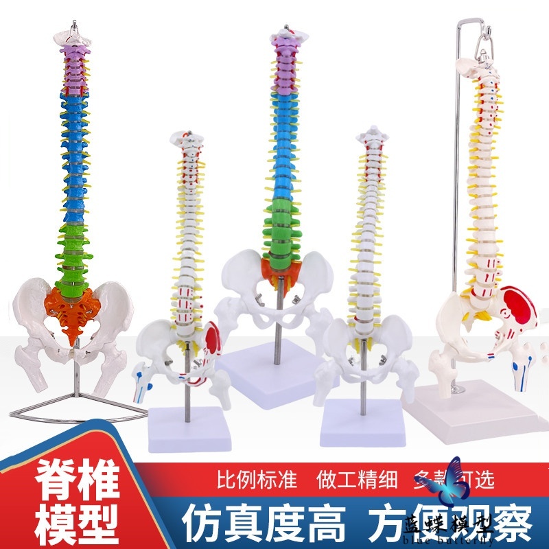 人体脊柱模型1:1成人正骨练习脊椎模型颈椎腰椎人体骨骼模型骨架