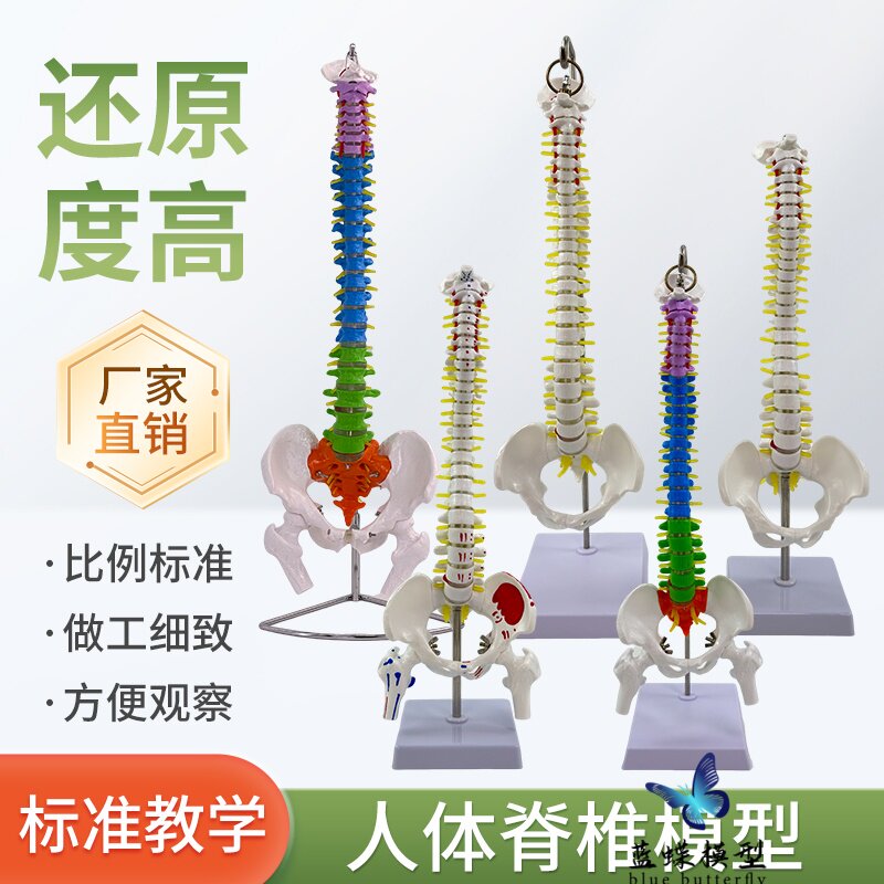 45 80CM人体脊椎带盆骨1:1成人比例脊柱模型附脊神经颈椎胸椎