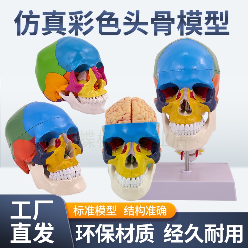 医用人体头骨模型 1：1彩色头颅骨模型骷髅头模型可拆卸口腔模型