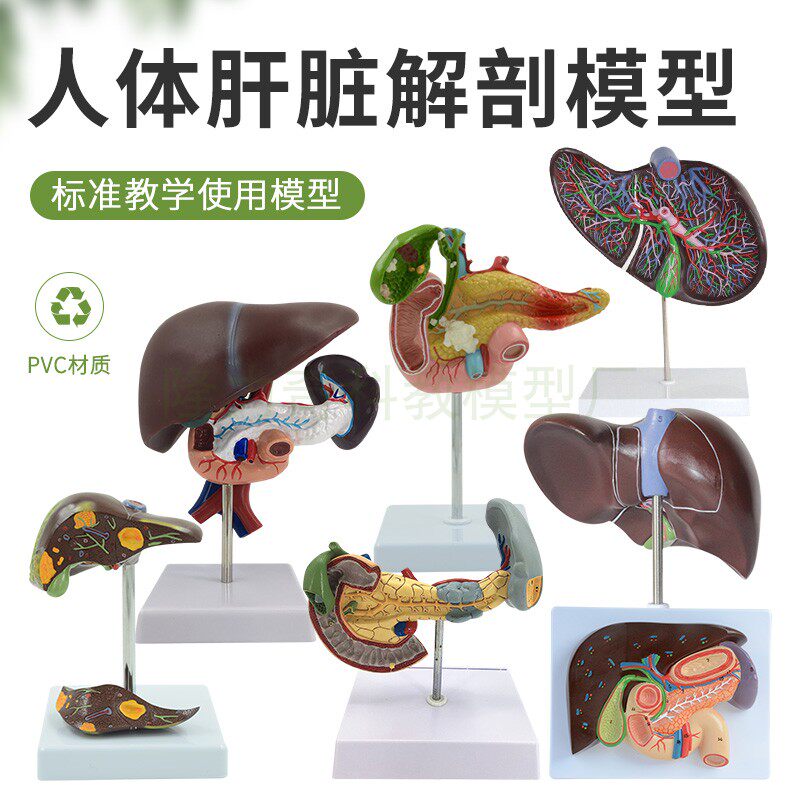 高度仿真肝脏模型肝解剖模型肝胆胰脾十二指肠浮雕病变肝胆胰模型