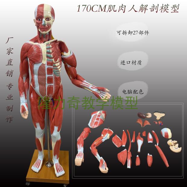 170CM人体全身肌肉运动模型 可拆卸 医学教学内脏器官解剖结构