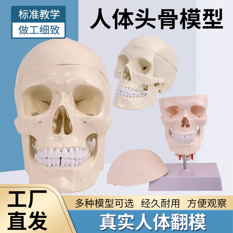 成人1：1医学仿真人体头骨模型头颅骨解剖 白色头骨带颈椎脑解剖