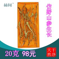 Forest ginseng imitation wild mountain ginseng gift box under Forest ginseng