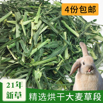 21 years of selected barley straw rabbit rabbit Chinchow pig pasture 250g crude fiber helps digestion