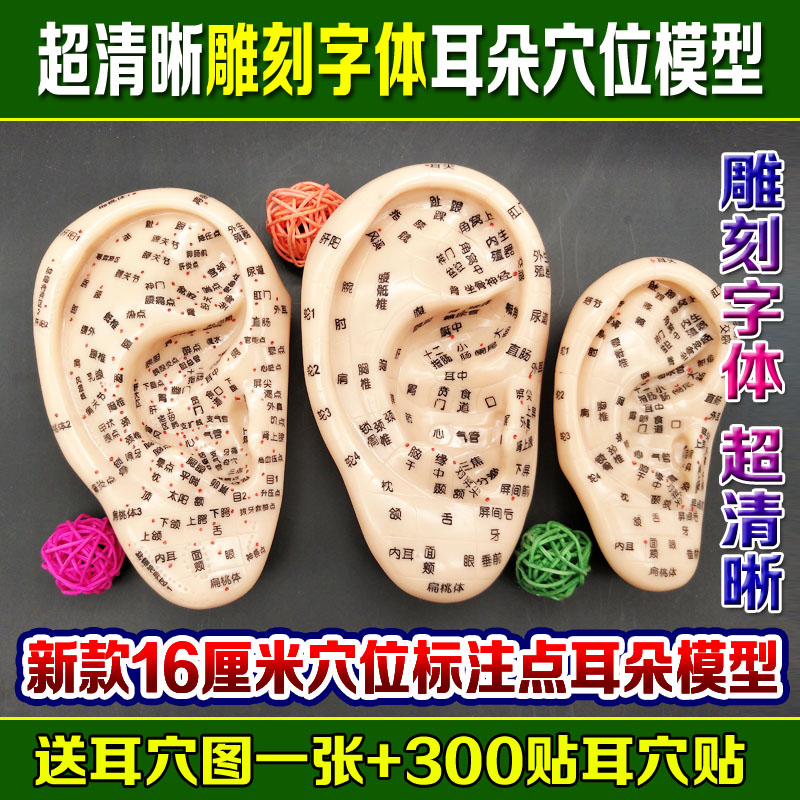子彧伟叶经络通耳部模型耳朵穴位耳珠穴位反射区耳按摩针灸大小