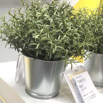 IKEA Bin and Wearing Round Metal Decoration with Balcony Flower Desktop Multi-flesh Green Plant