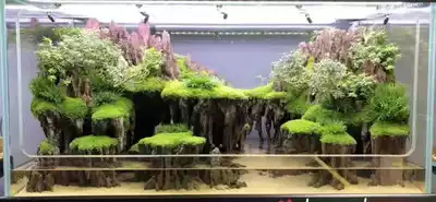 Water and land tank landscaping tutorial textbook fine landscape production waterscape training