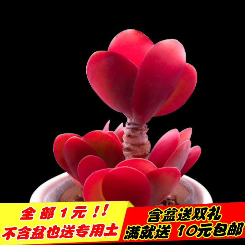 Potted soil and succulent plants potted plants Potted soil and succulent plants potted plants flowers