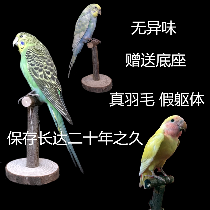 Home Decor Ornaments Bird Specimens Fake Birds Artificial Birds Small Birds Parrot Specimens Wall Hangings Feathered Birds