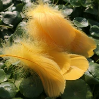 Имбирь около 100 камней и 100 корней 1 упаковка