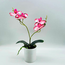 Emulated butterfly orchid potted 3D printing film two forks of five flowers butterfly orchid bonsai artificial fake flower potted plants