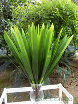 Emulated floral manufacturer bonsai over gum Whelan leaf emulated floral cymbidium leaf butterfly orchid flower arrangements fake leaves