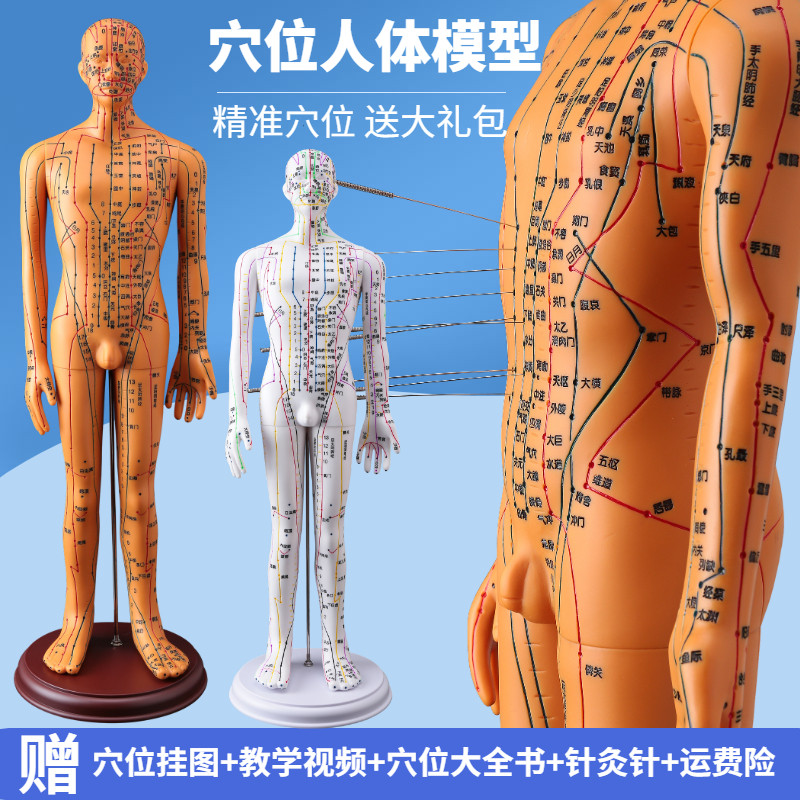 人体经络穴位针灸模型 60CM中医教学模型 经络示教中医训练模型 彩色针灸教学人体模型 中医针灸练习示范模型
