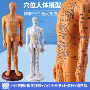 Traditional Chinese Medicine Uses a 60cm Human Acupuncture Model to Teach Meridian and Acupoint Models, Demonstrating and Practicing Traditional Chinese Medicine Training Models