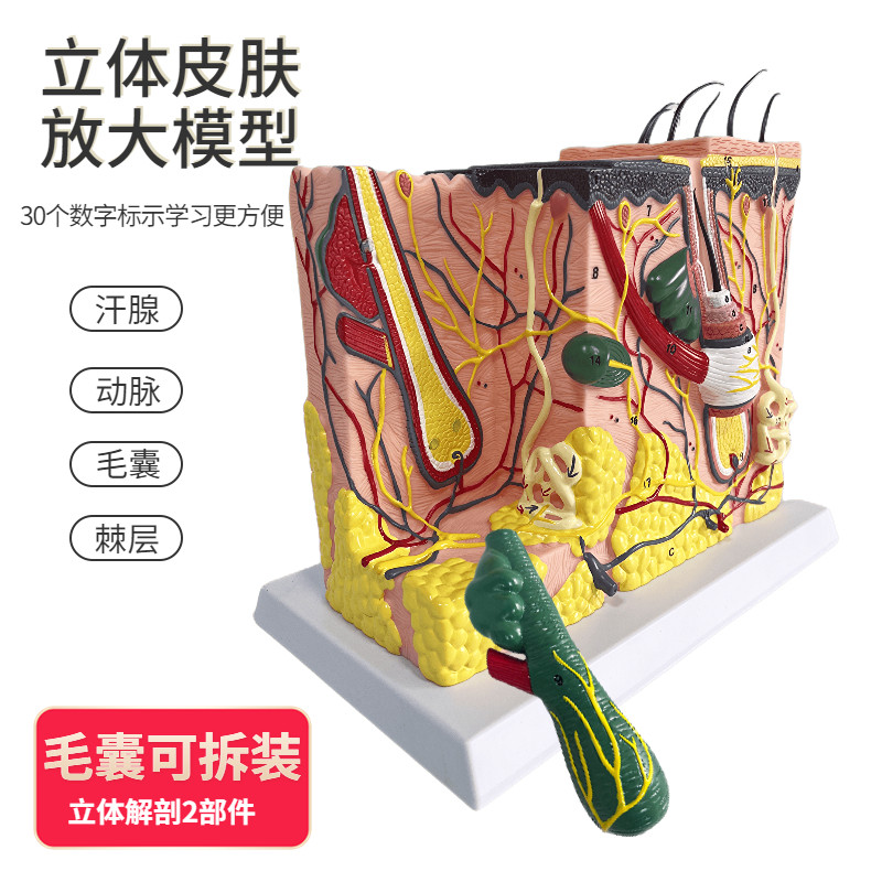 人体皮肤组织结构放大模型 皮肤切面解剖模型美容整形皮肤微整形