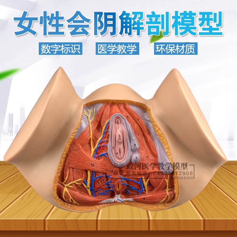 Women's pubic model - anatomy model - anatomy model - human skeleton model - female reproduction
