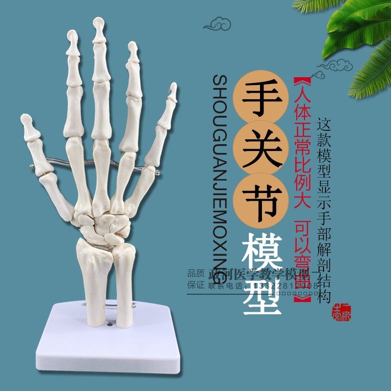 自然大手关节教学模型 手关节模型 (不带底座)关节解剖模型