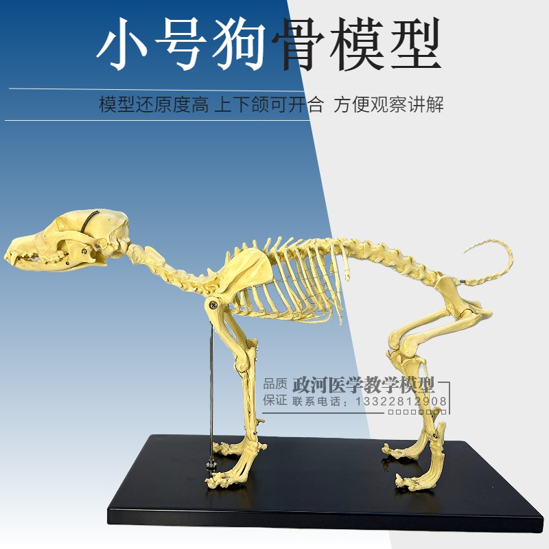 小号狗骨架模型 骨骼教学工具 宠物骨科教学器材 AFV品牌动物模型