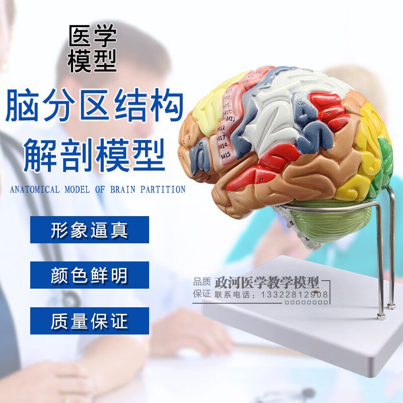 脑解剖模型 自然脑模型 人体模型 教学模型 医学教具人脑示教模型