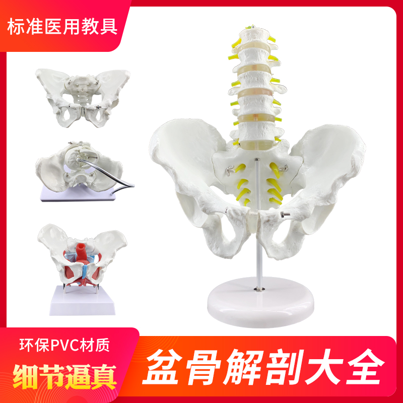 女性骨盆附生殖器女性失状解剖模型 女性盆骨模型医用教学模型