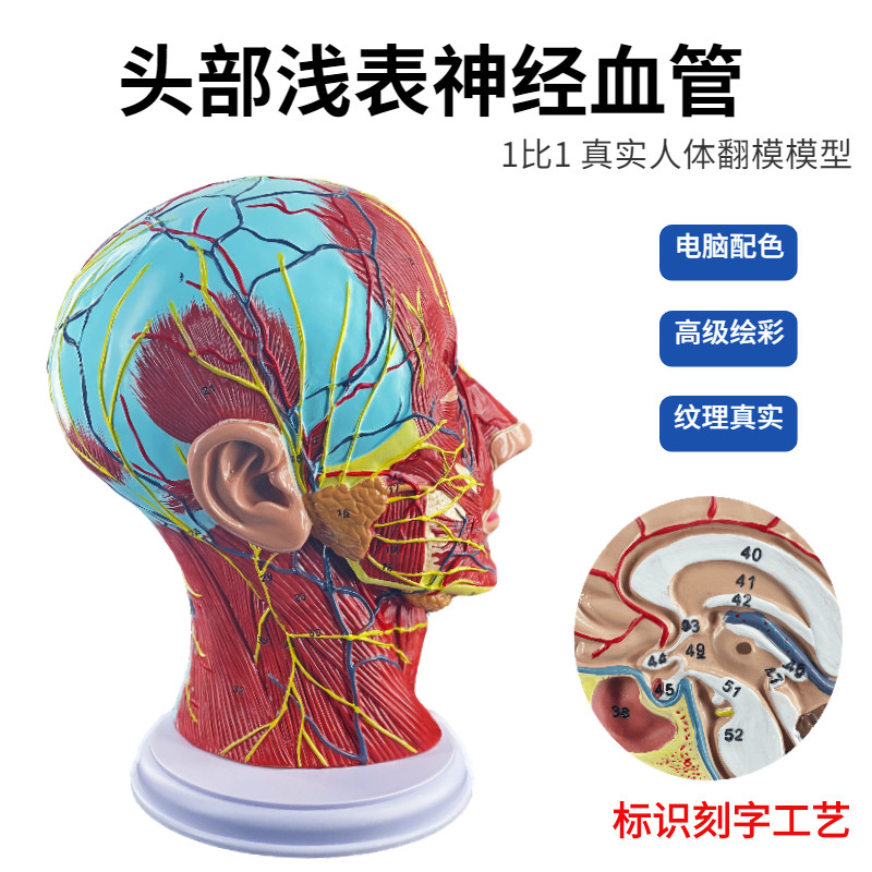 人体头头部浅表神经血管模型，头部矢状剖面切面附血管神经模型