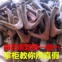 Jilin plum deer antler fresh deer antler head stubble dried velvet antler two bars velvet antler velvet antler with Blood Wine 100g