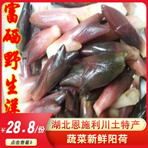 Hubei Enshi Lichuan native alpine vegetables fresh Yanghe Yang Ageratum Minghe Yanghe Ginger Shengyang Ageratum fire