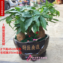 Fortune tree cash cow opened in Wuhan housewarming gift green planting living room office large plant Wuhan city