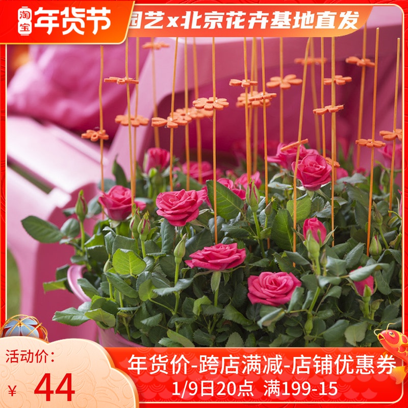 Rose potted plant with flower bud Four Seasons indoor balcony flower seedling potted flower mini Rose