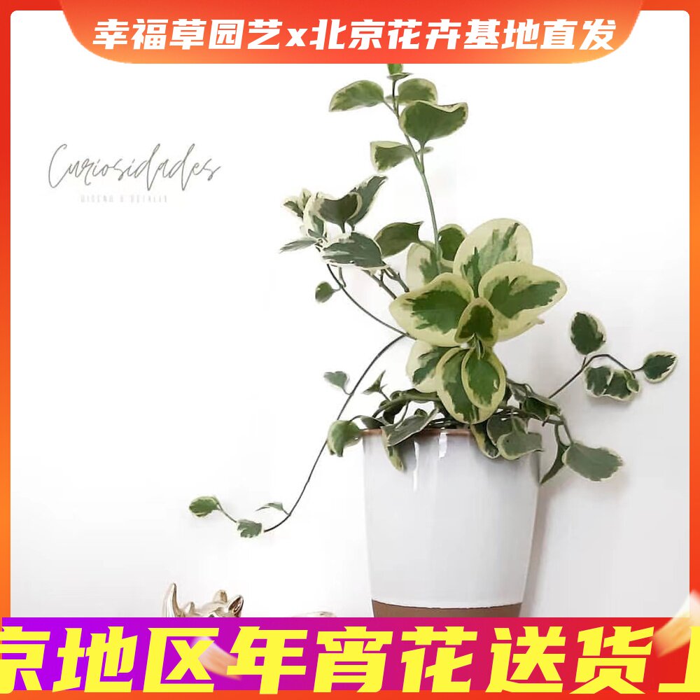 Flower-leaf Vine Changchun Vinca major L perennial cold-tolerant green plant garden balcony Vine 60-70cm