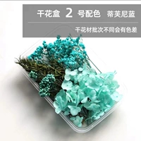 Темно -синий цвет цвета Dry Dry Flower 13