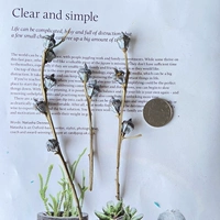 10 -местный фрукт