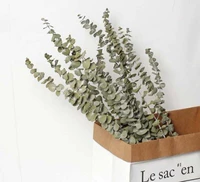 Прозрачный → 2 молодых и сухого цветочного листа