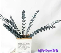 Peacock Blue → Blue Young Plus 2