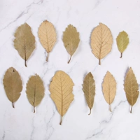 20 штук кипарисового листья