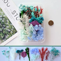 Horcho Picture Color Dry Flowers 1