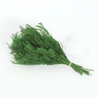 Около 10 вечных каменной сосны