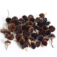 20 Черного сердца хризантема