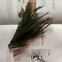 Темно -синий → зеленый вечный Sheng Tianzhu маленькая порция