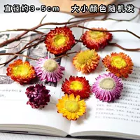 Purple Little Zouju 10 является случайным