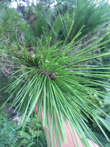 Свежий кипарис Естественно импортировал Нобелевские сосны Окрашения